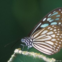 Ideopsis similis Linnaeus, 1764